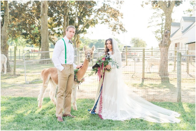 edel haus alpaca farm wedding couple, farm animals in weddings, aurora wedding gown