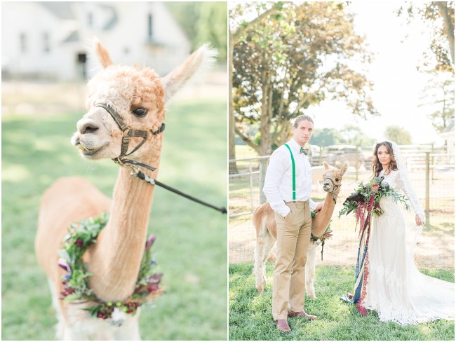 edel haus alpaca farm weddings
