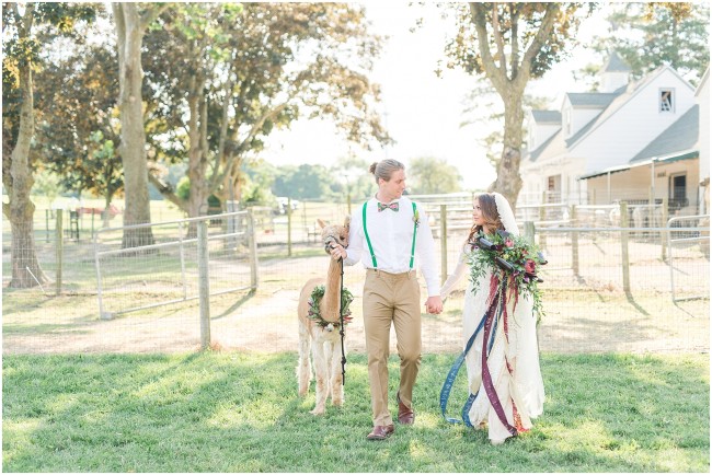 incorporating alpacas into your wedding day photos