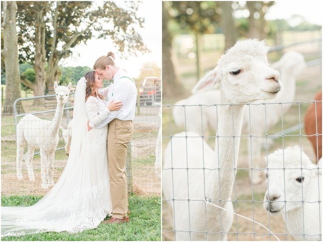bride and groom portraits with alpaca farm animals