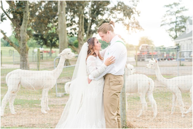 alpaca farm wedding inspiration