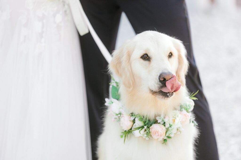 golden retriever licks nose with green and white floral collar 