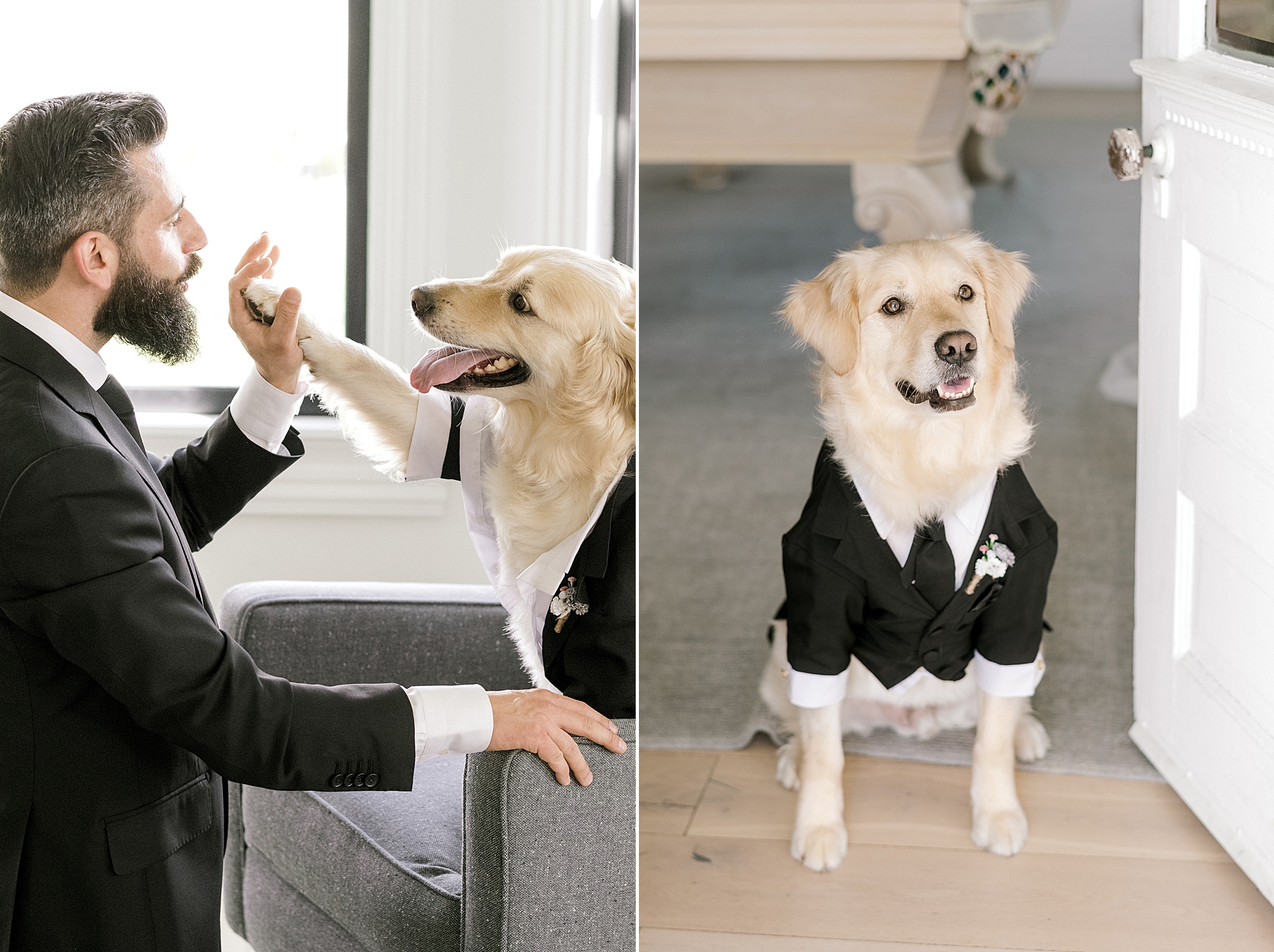 groom gives dog high five