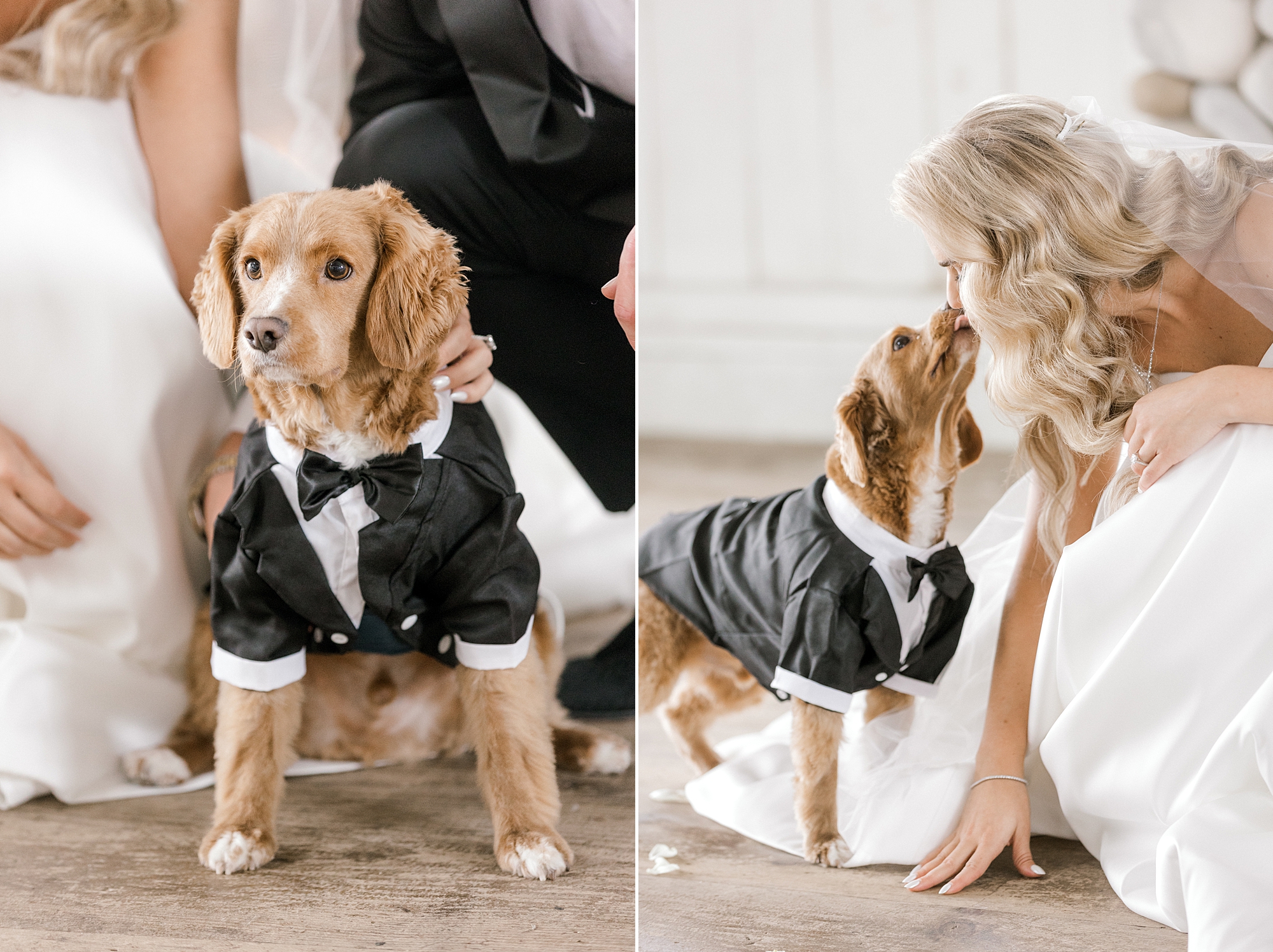 bride leans to kiss dog in tuxedo on wedding day on Long Beach Island